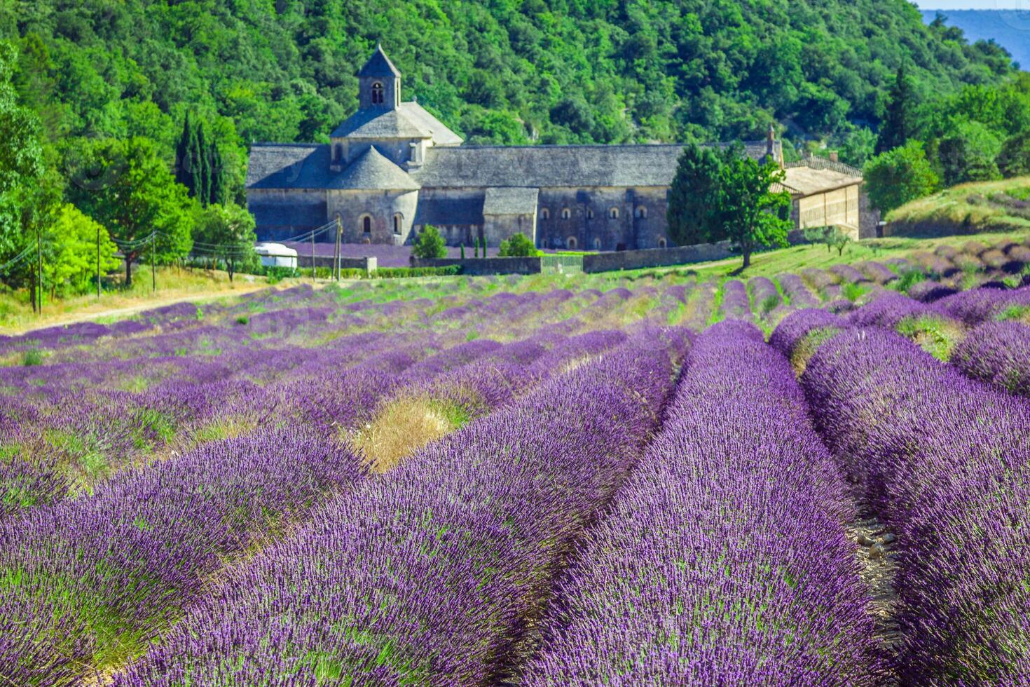 lavendel in voorkant van de abdij de senanque in provence foto