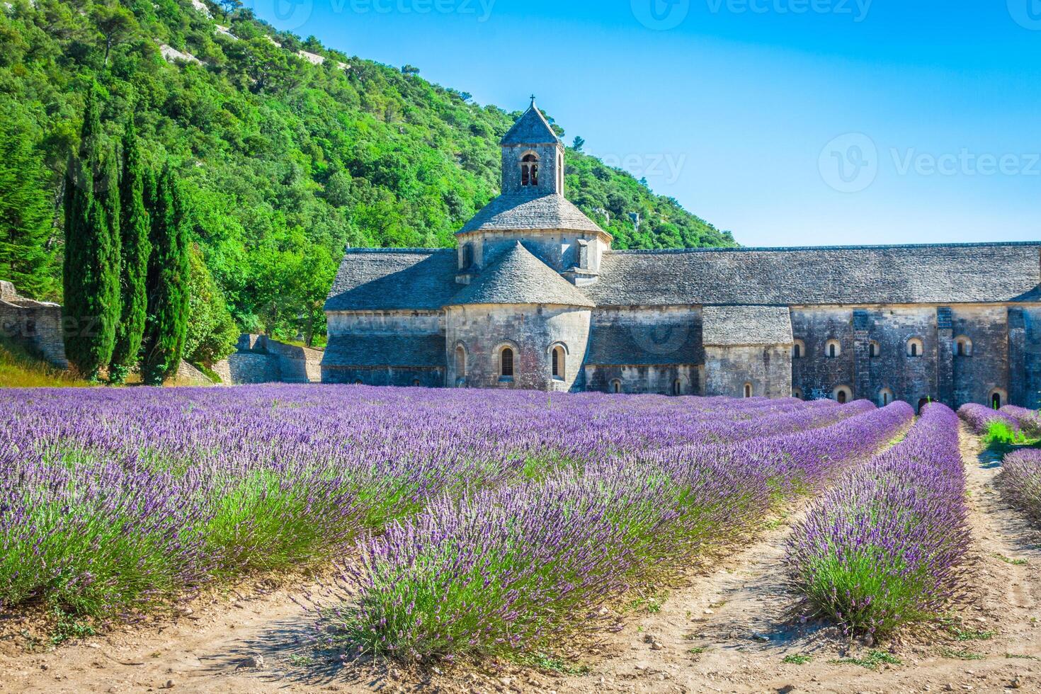 lavendel in voorkant van de abdij de senanque in provence foto