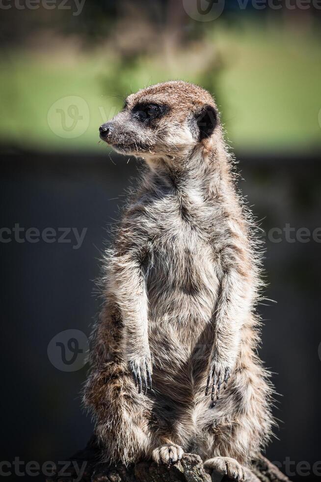 stokstaartje, meercat surikate staand rechtop net zo schildwacht - suricata suricatta foto