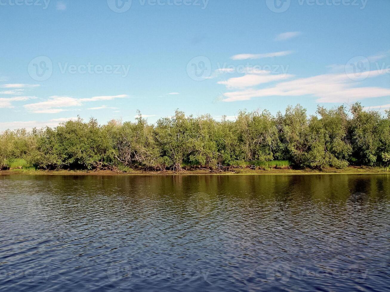 rivier- landschap. noordelijk rendier in zomer Woud. de lucht, gr foto