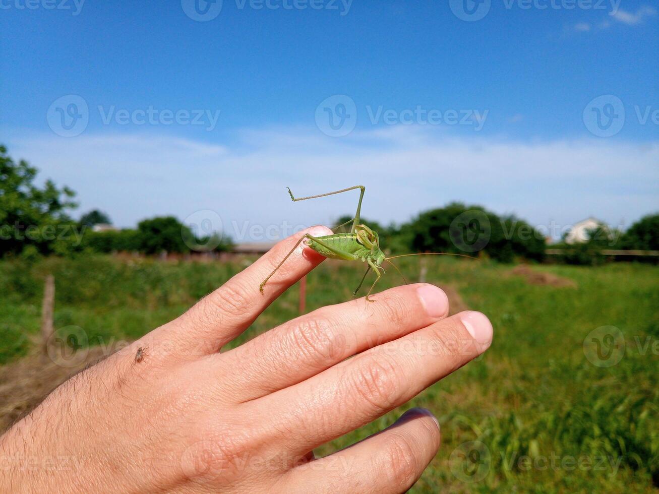 sprinkhaan isofie Aan mans hand. isofaag insect. foto
