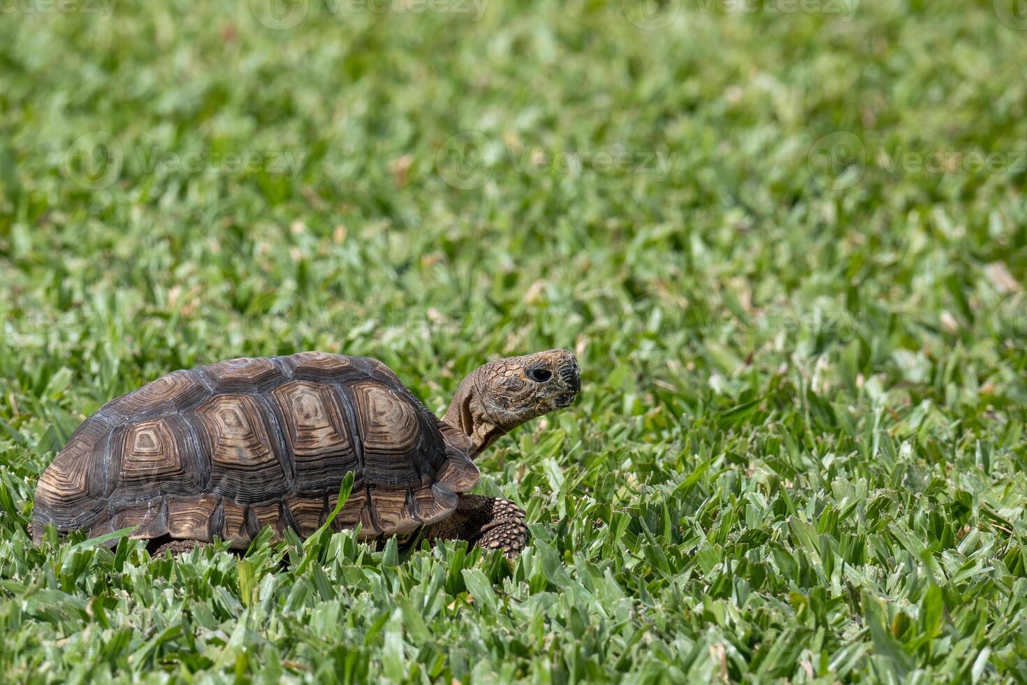 schildpad zwervend in de omgeving van de tuin foto