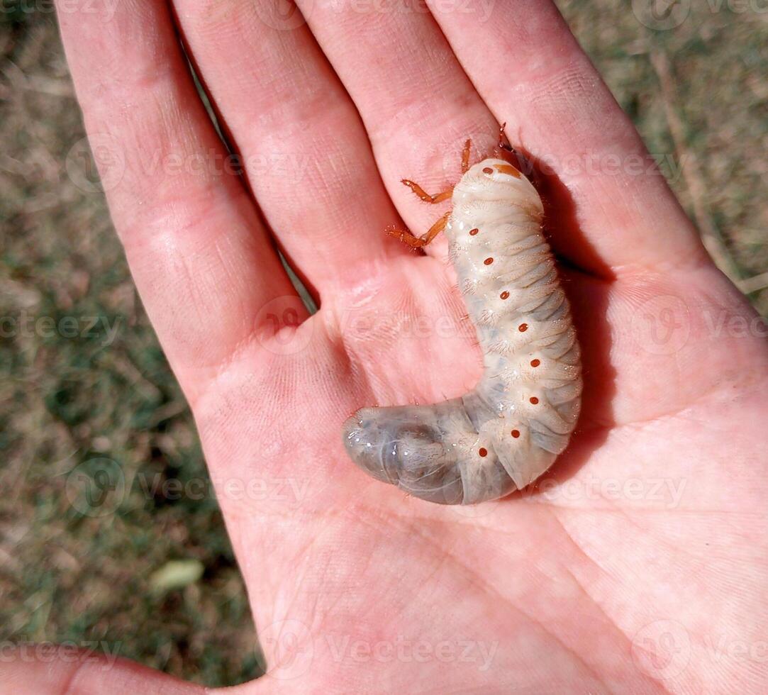 neushoorn kever, neushoorn kever larven in een mans hand. groot kever larve foto