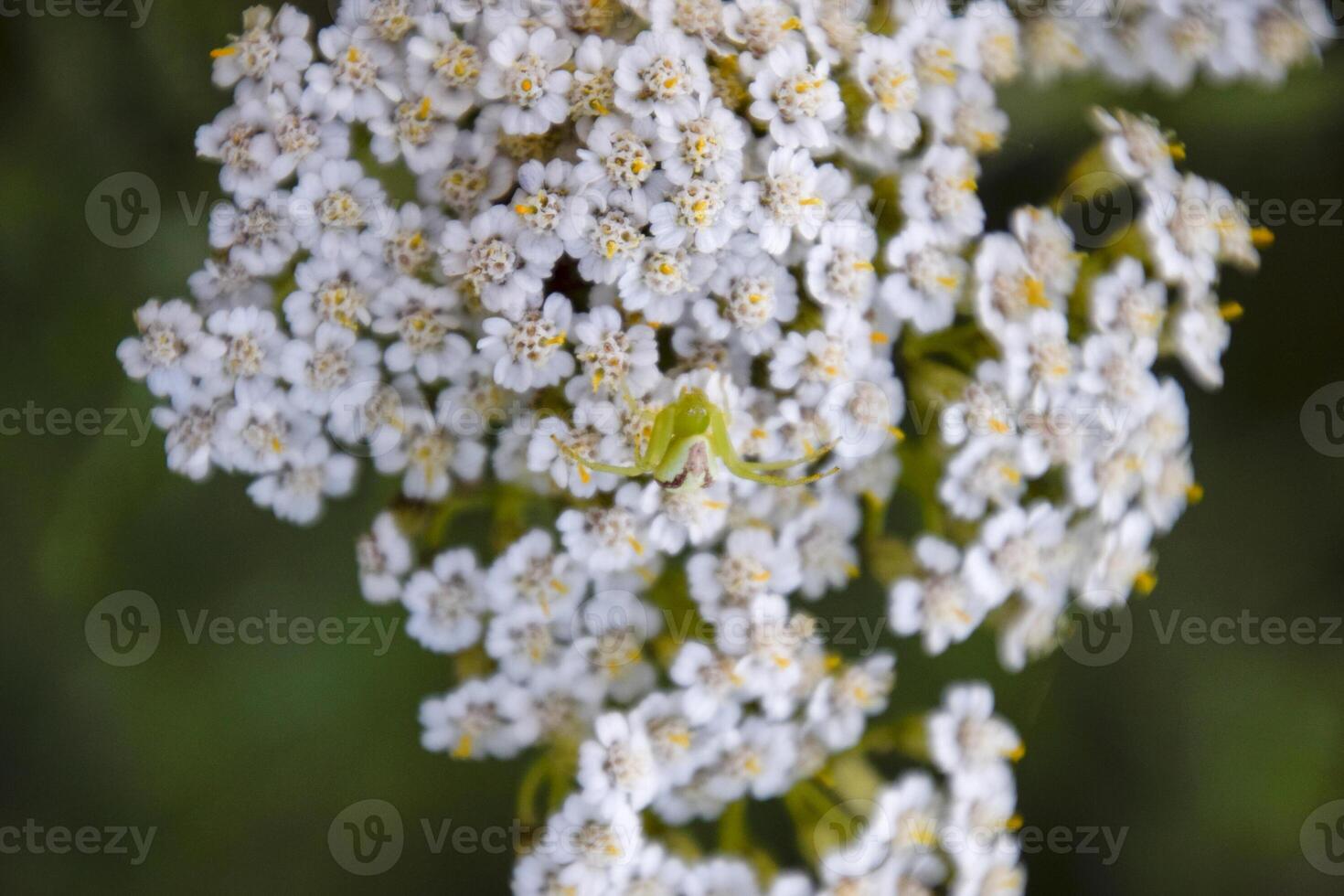 een groen spin Aan bloemen. de jager vermommingen zichzelf. foto