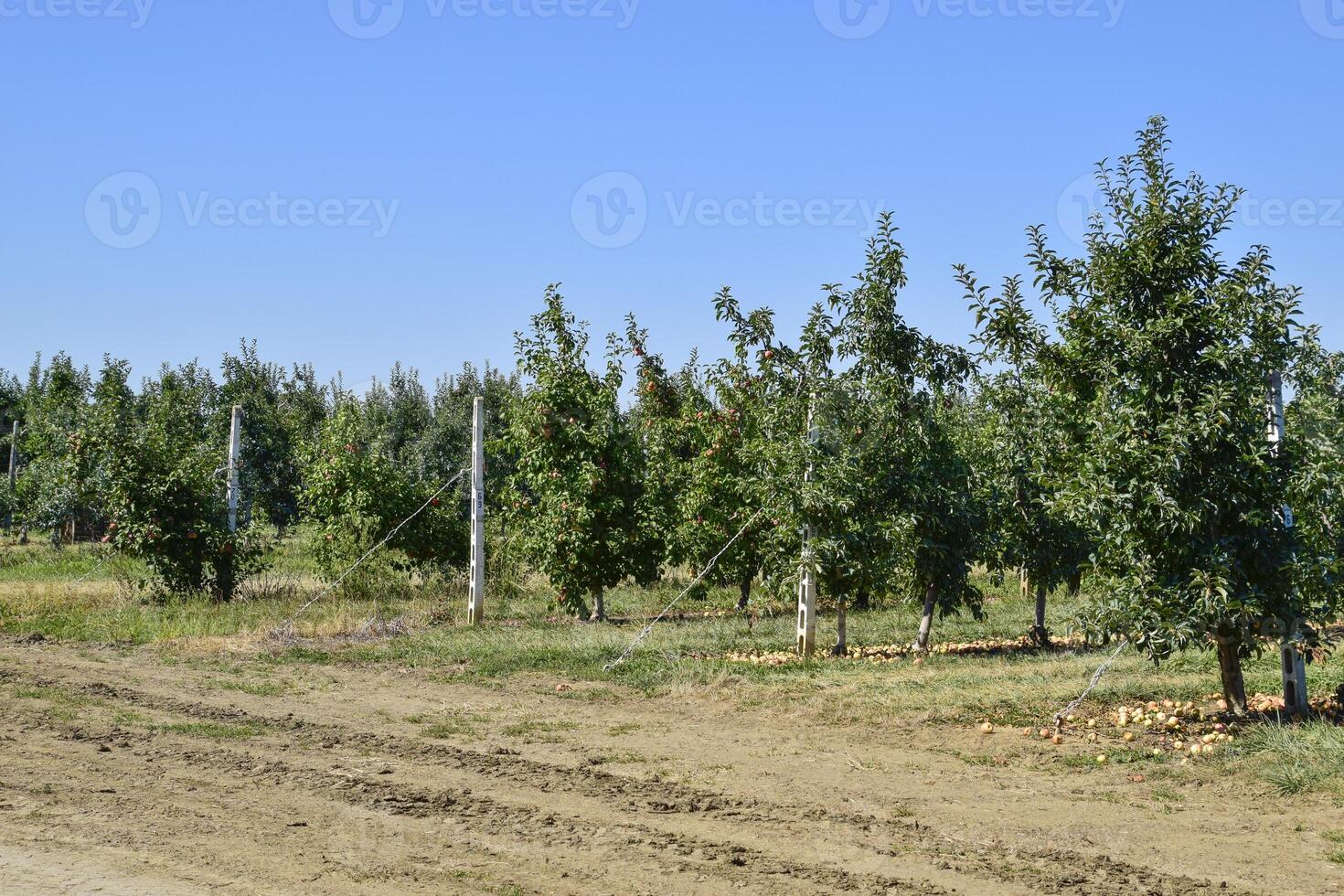 appel boomgaard. rijen van bomen en de fruit van de grond onder t foto
