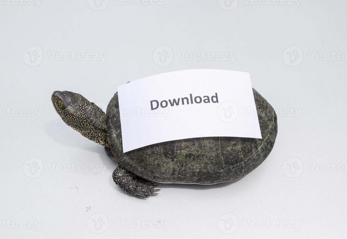 downloaden. een slecht internet symbool. laag downloaden snelheid. langzaam internetten. gewoon rivier- schildpad van gematigd breedtegraden. de schildpad is een oude reptiel. foto