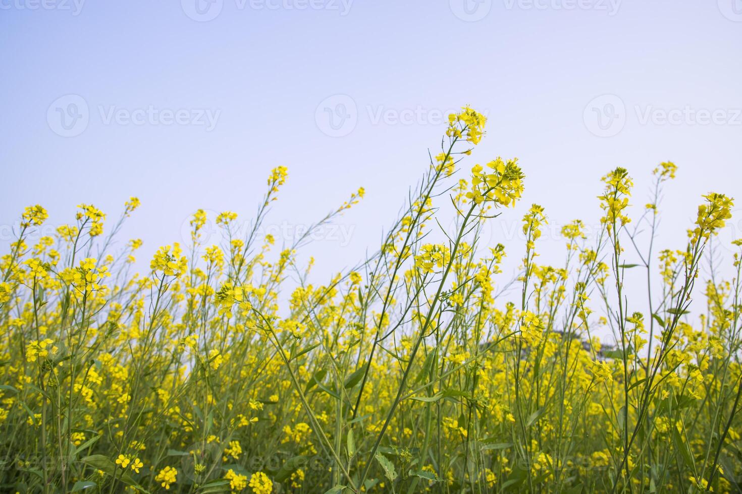 buitenshuis geel koolzaad bloemen veld- platteland van Bangladesh foto