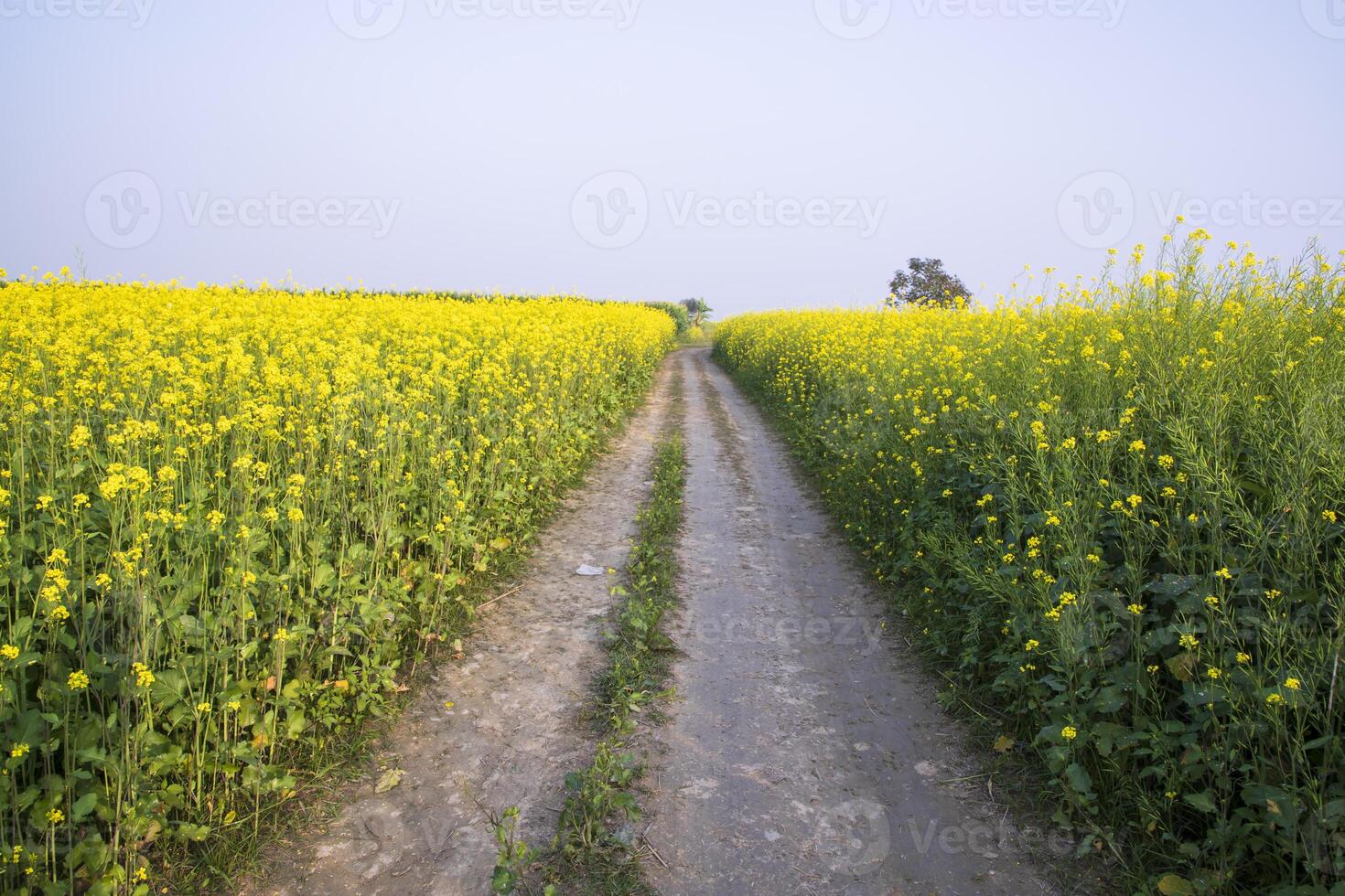 landelijk aarde weg door de koolzaad veld- met de blauw lucht achtergrond foto