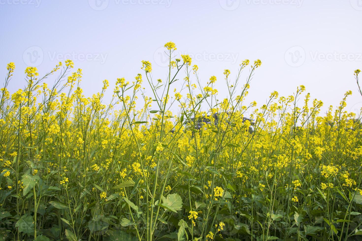 buitenshuis geel koolzaad bloemen veld- platteland van Bangladesh foto