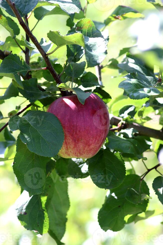 rood rijp orlovskoe gestreept appel Aan een Afdeling in de zomer tuin. verticaal foto, detailopname foto