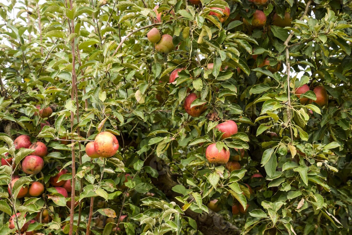 appel boomgaard. rijen van bomen en de fruit van de grond onder t foto