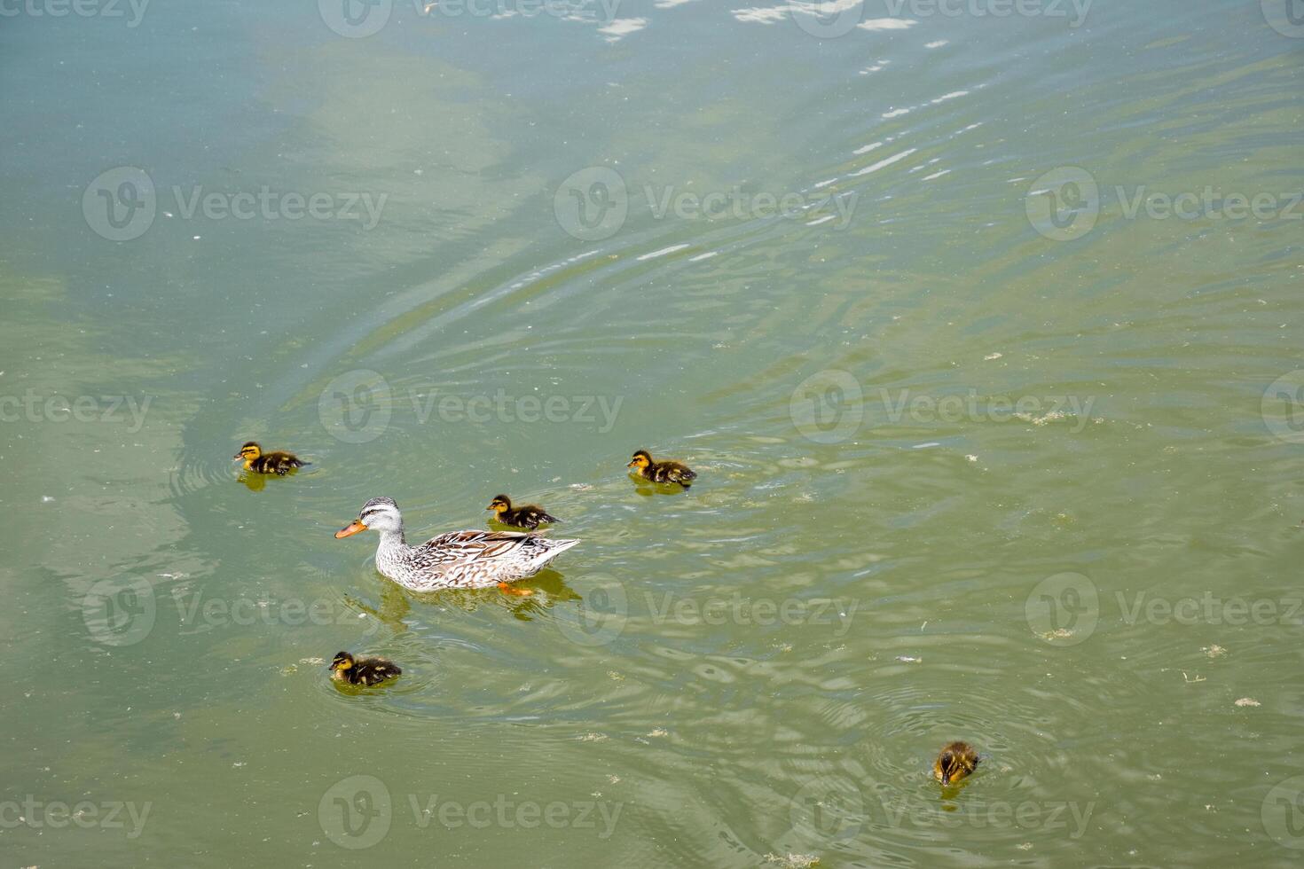 een eend met eendjes is zwemmen in een vijver foto