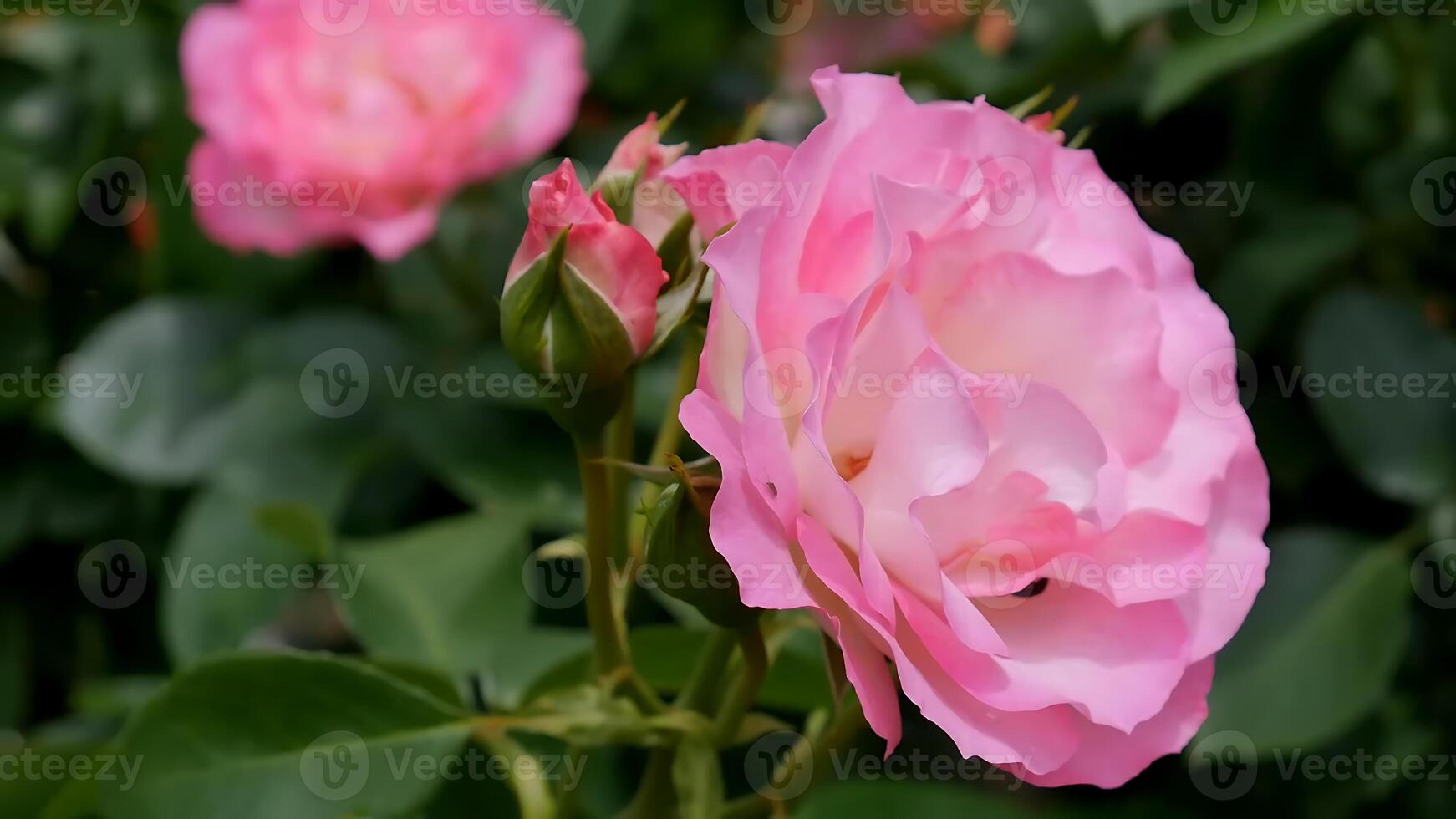 rozen roze rood en wit een bloem bed Aan een zonnig zomer dag. foto