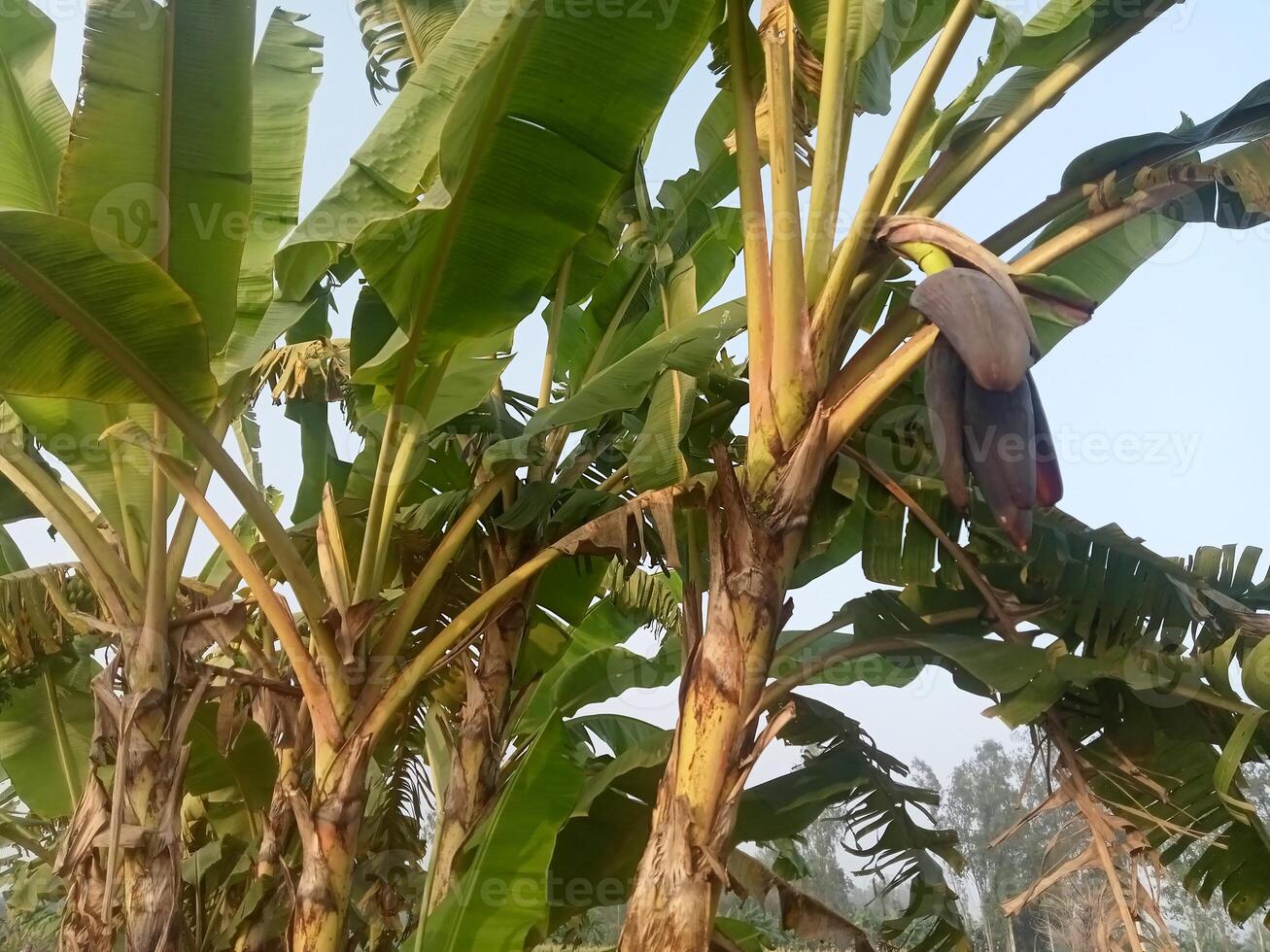 banaan bloesem Aan boom in de tuin. natuur achtergrond. foto