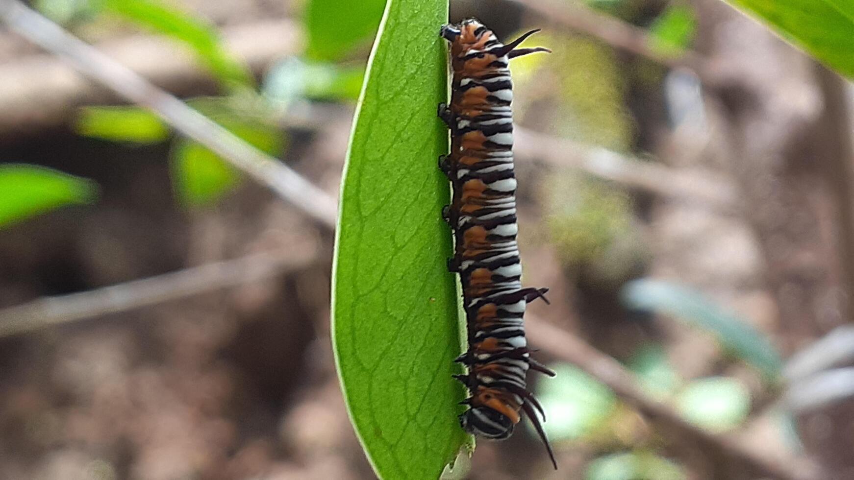 beeld van een rups- Aan een blad foto