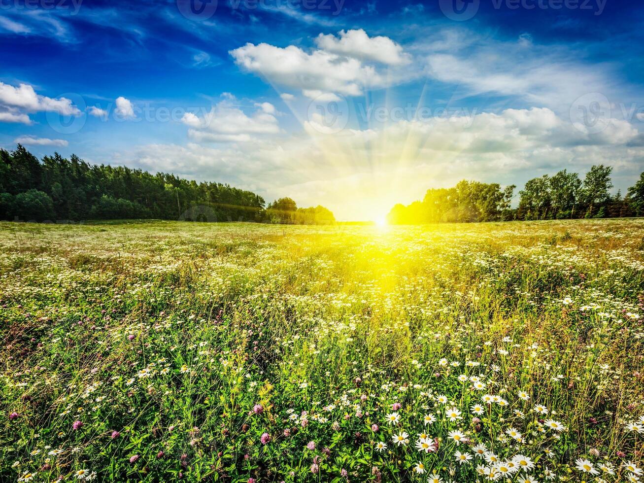 zomer bloeiend weide veld- foto