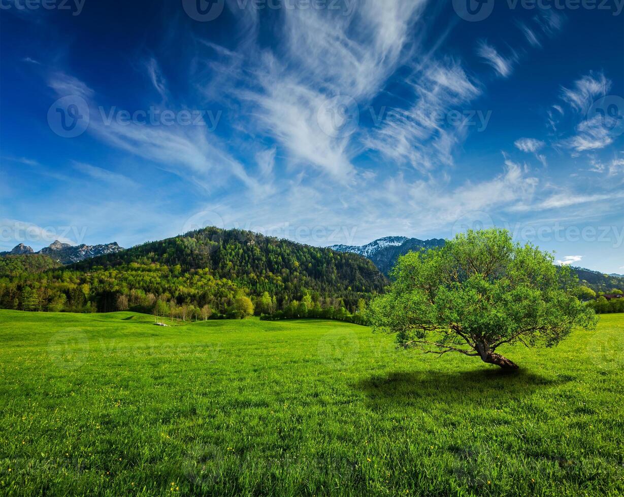 alpine weide in Beieren, Duitsland foto