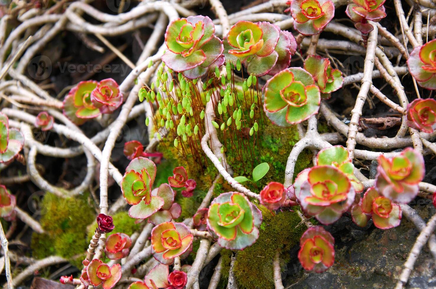 achtergrond van aantrekkelijk laag groeit rood en groen steen gewassen crassulaceae in een zonnig tuin foto