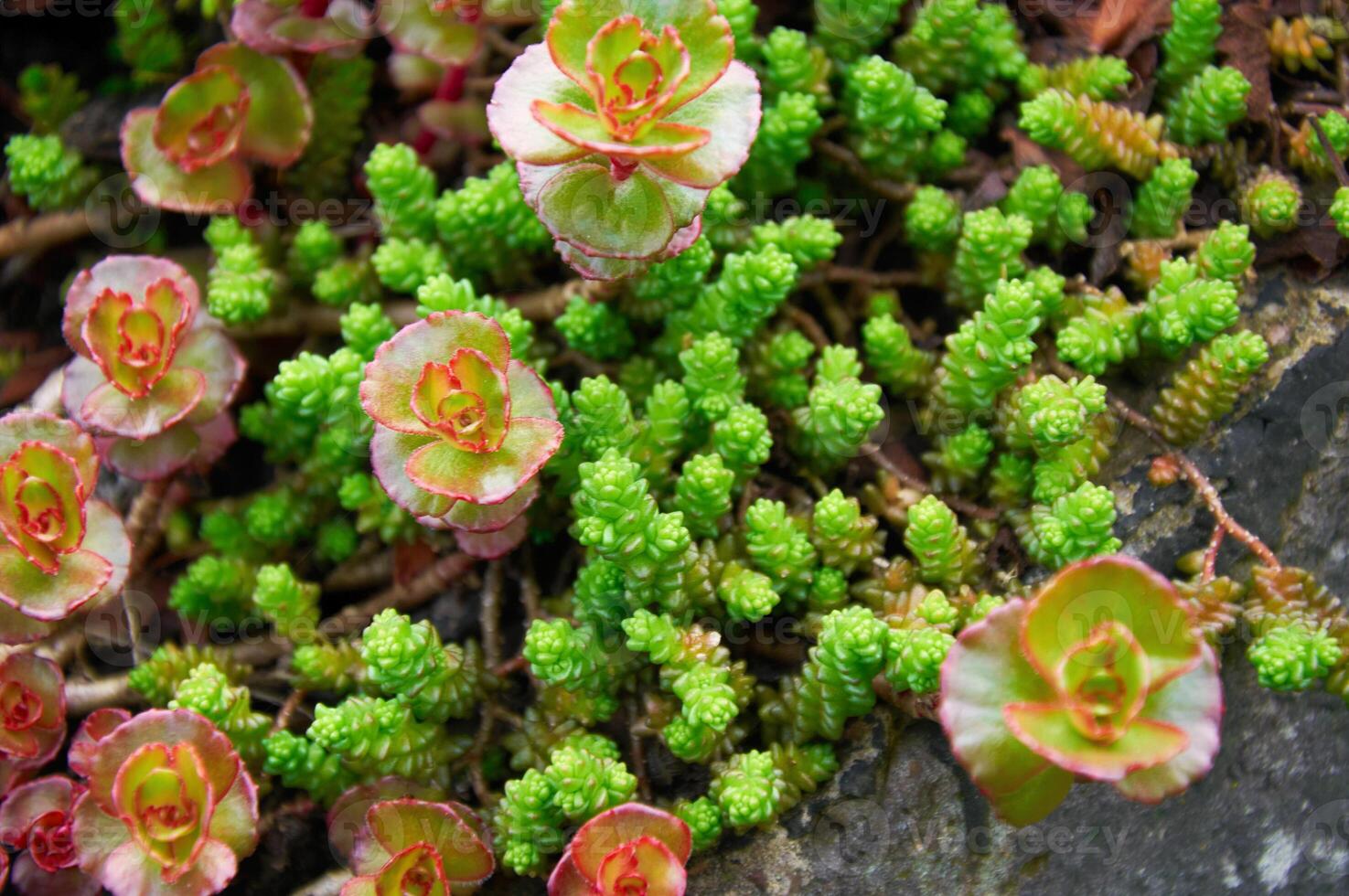 achtergrond van aantrekkelijk laag groeit rood en groen steen gewassen crassulaceae in een zonnig tuin foto