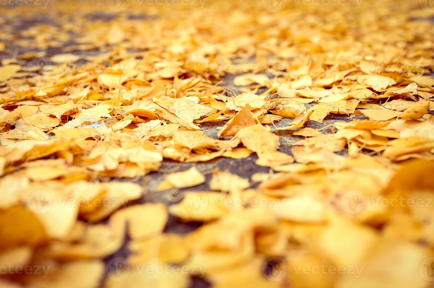 herfst tijd gebladerte bladeren vallen bos park natuur foto