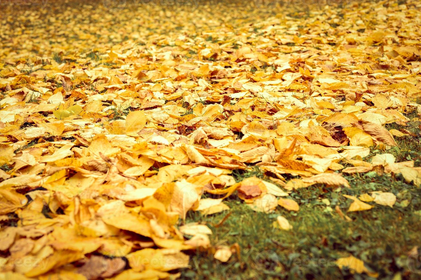 gouden herfst herfst tijd foto