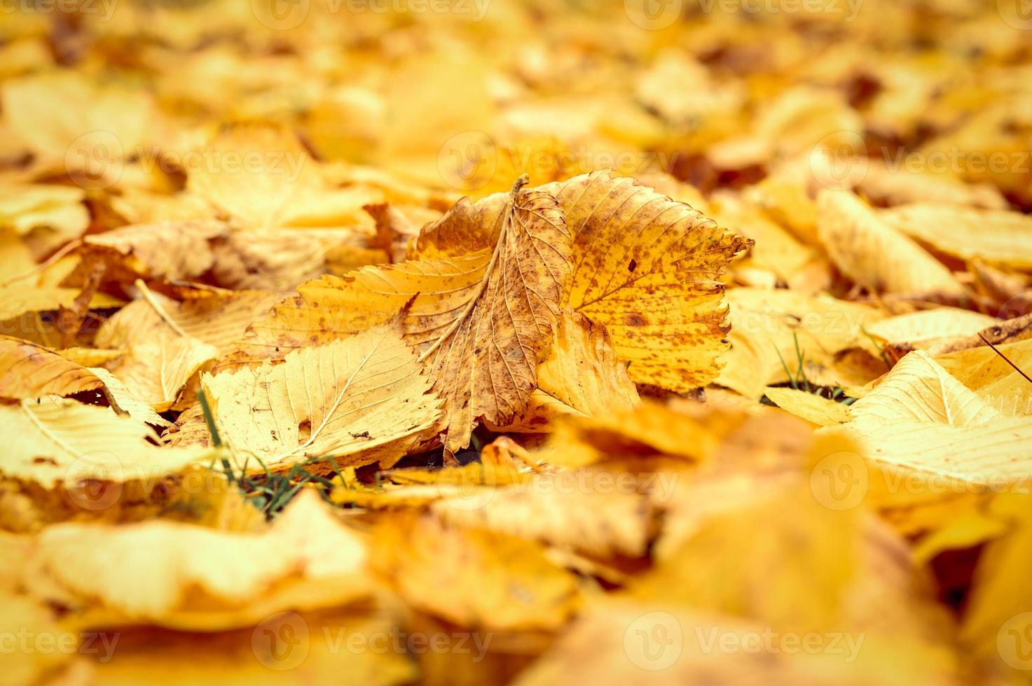 gouden herfst herfst tijd foto