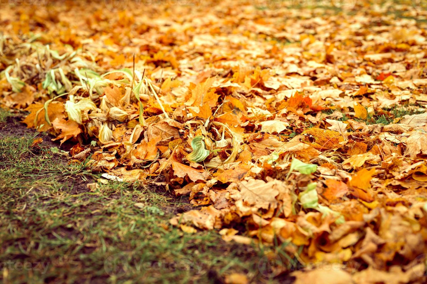 gouden herfst herfst tijd foto