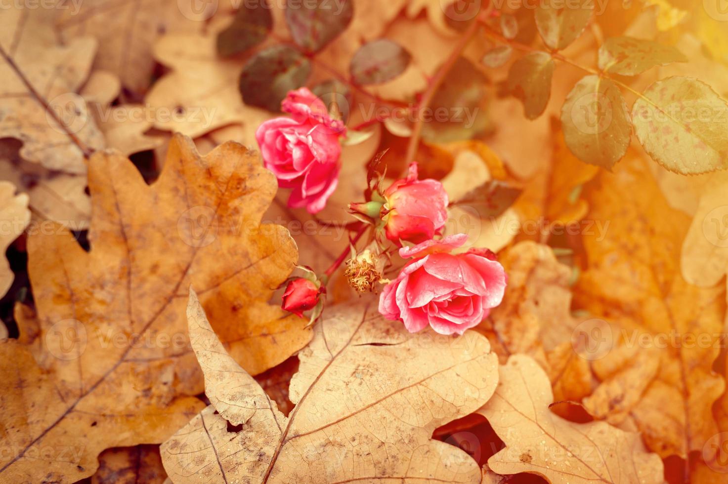 gouden herfst herfst tijd foto