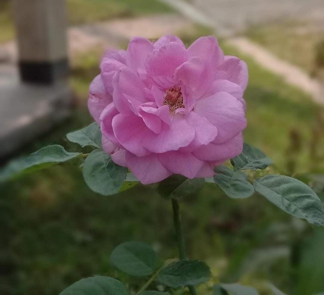 mooi bloeiend bloem in tuin foto