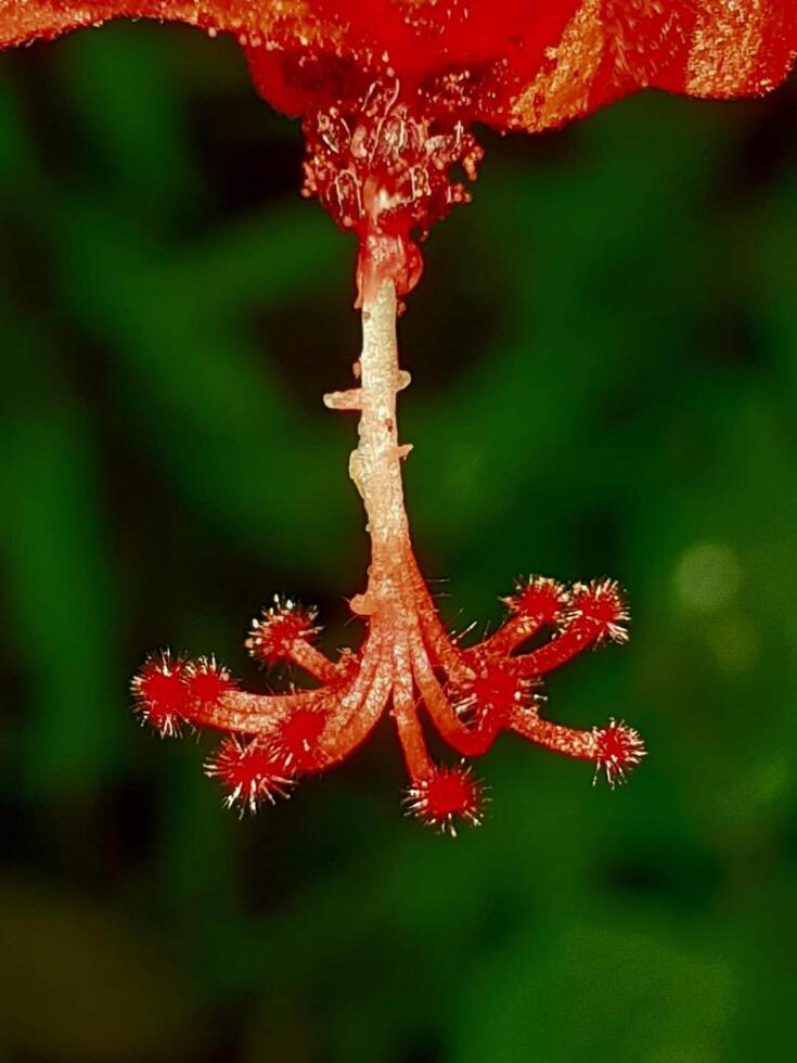 mooi bloeiend bloem in tuin foto