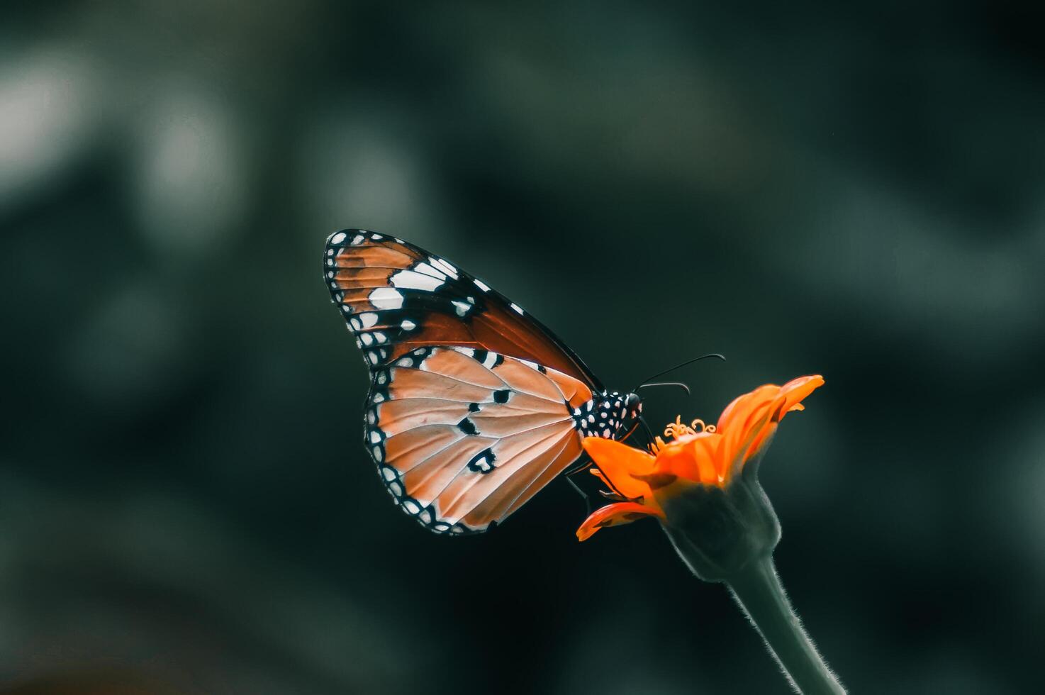 detailopname fotografie van vlinder schattig vlinder foto