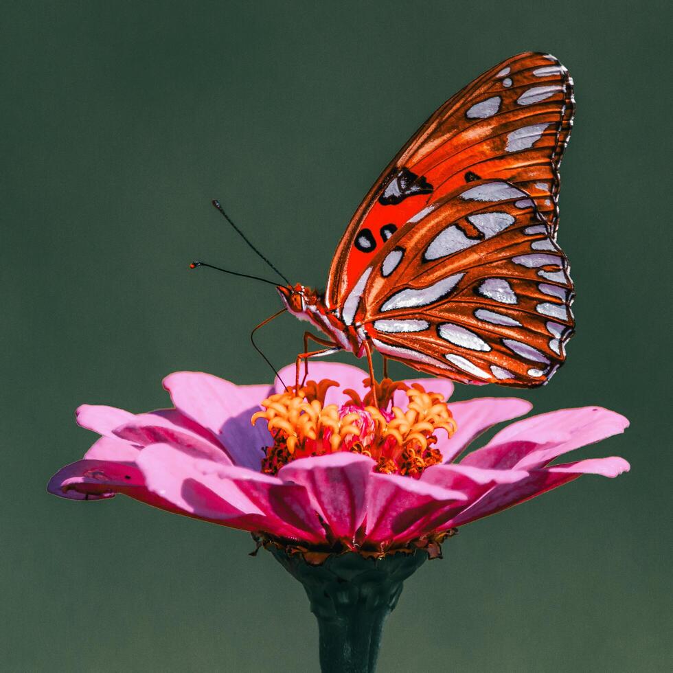 detailopname fotografie van vlinder schattig vlinder fotografie beeld foto