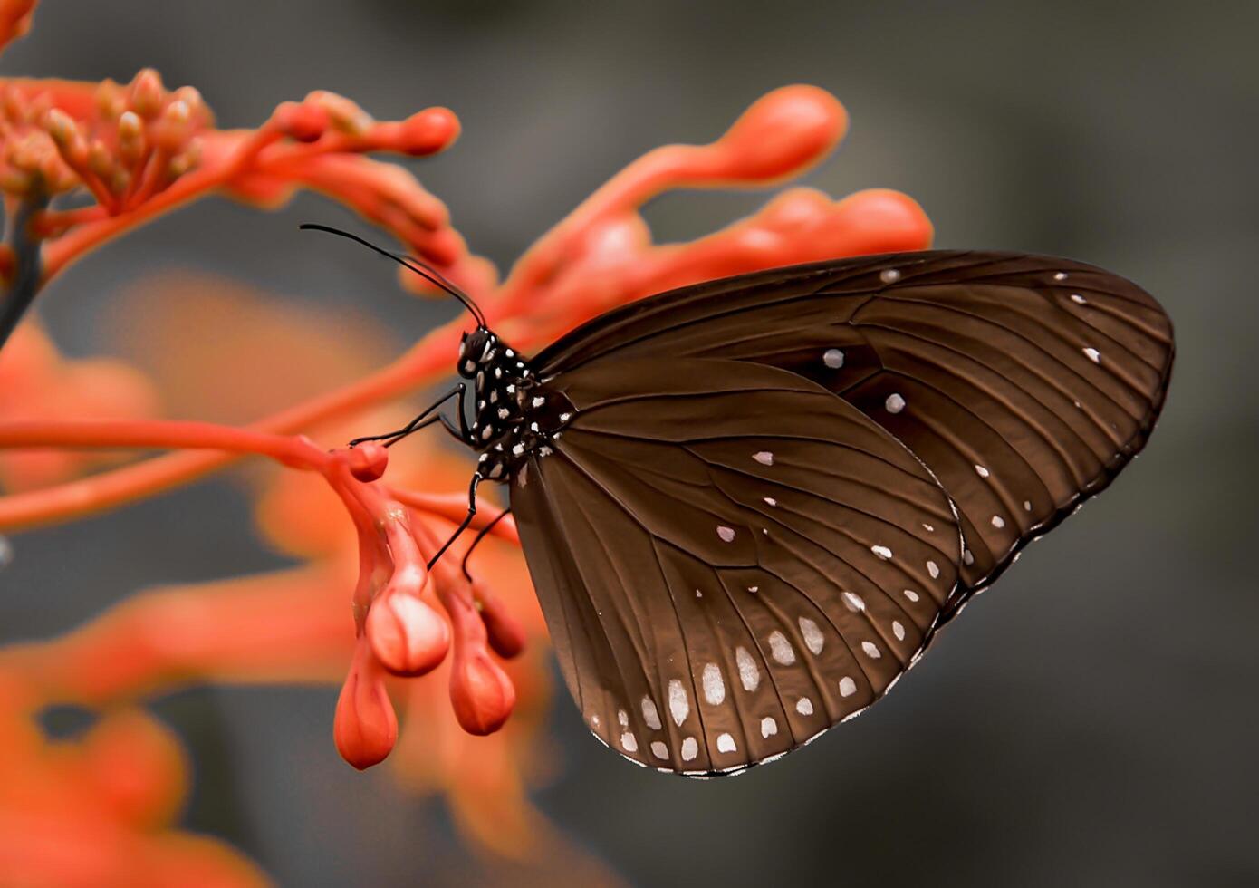 detailopname fotografie van vlinder schattig vlinder foto