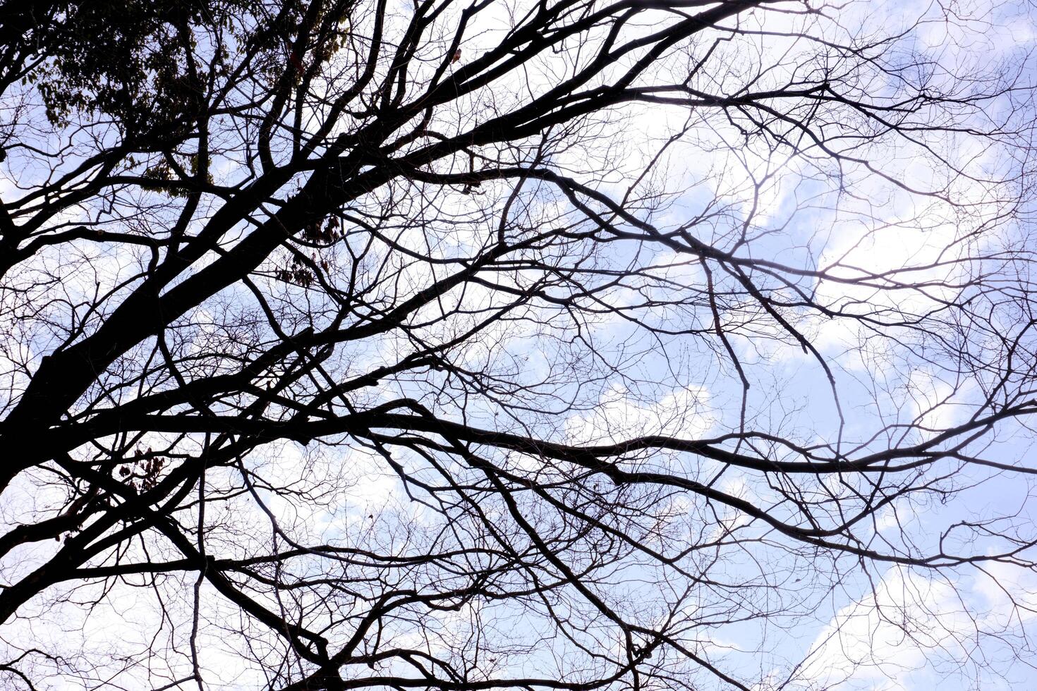 silhouet van boom takken Aan wolken en helder blauw lucht achtergrond. foto