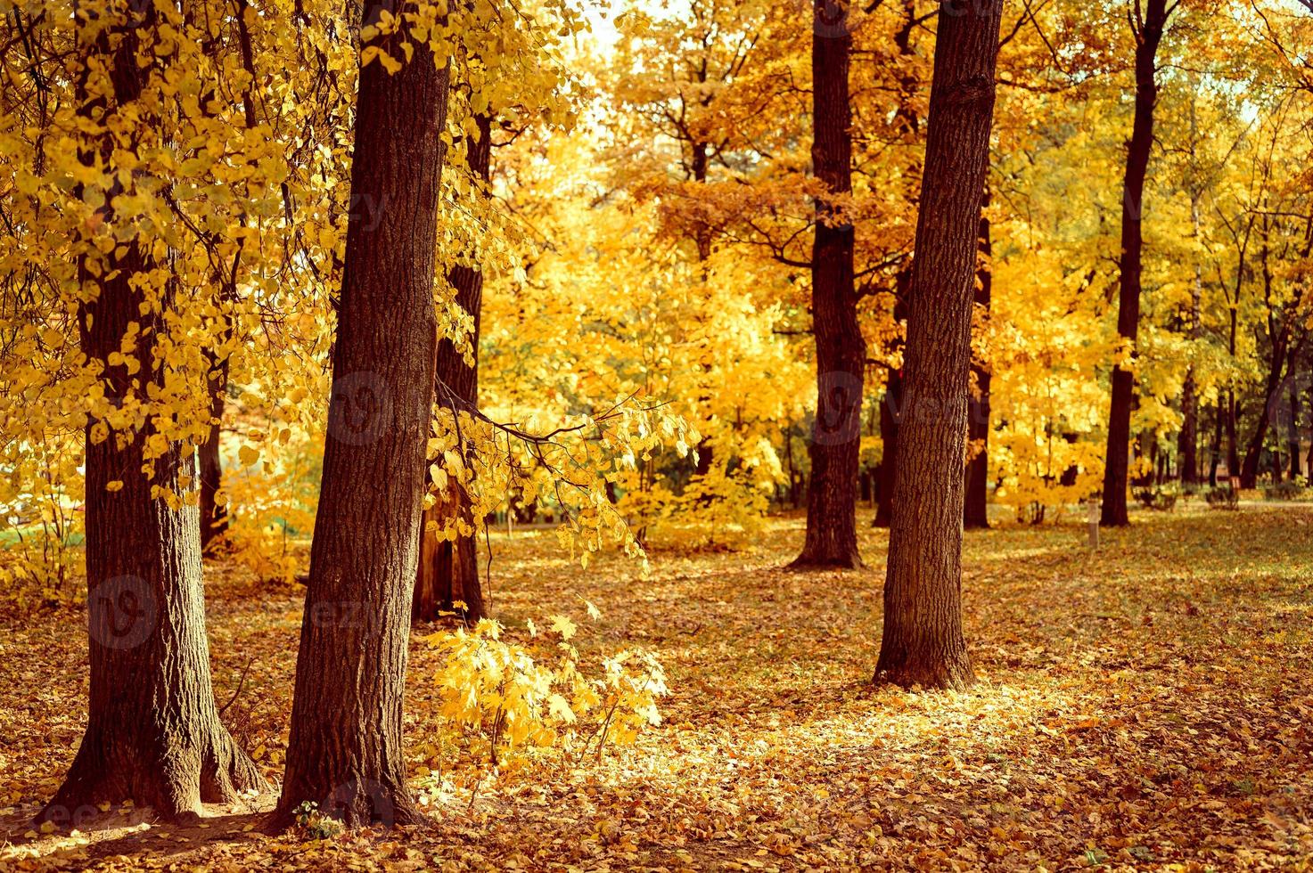 gouden herfst herfst tijd foto