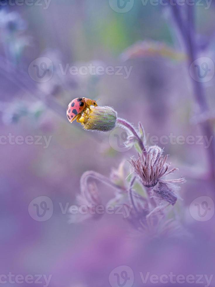 klein lieveheersbeestje op de bloem foto