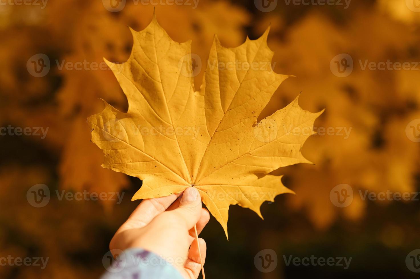 gouden herfst herfst tijd foto