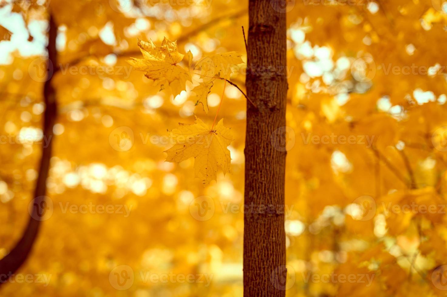 gouden herfst herfst tijd foto