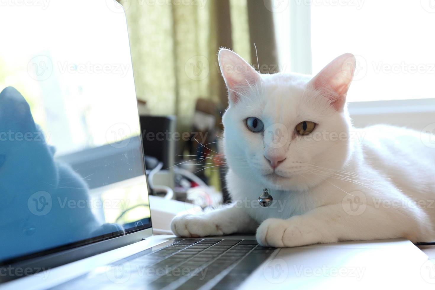 witte kat liegt foto