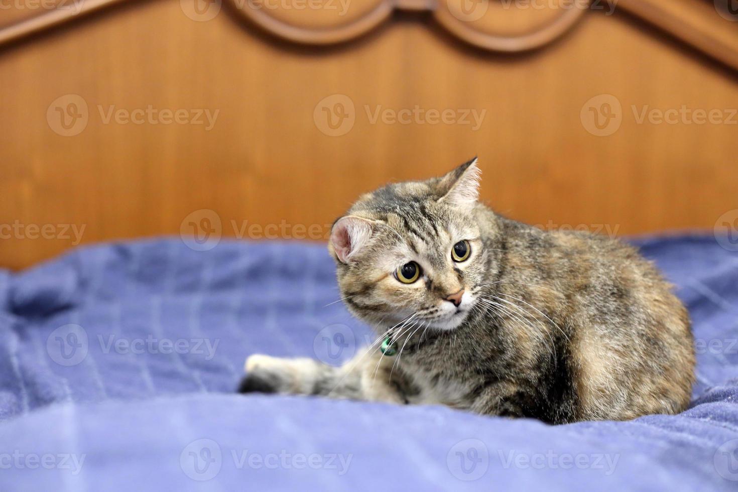 jonge gestreepte kat foto