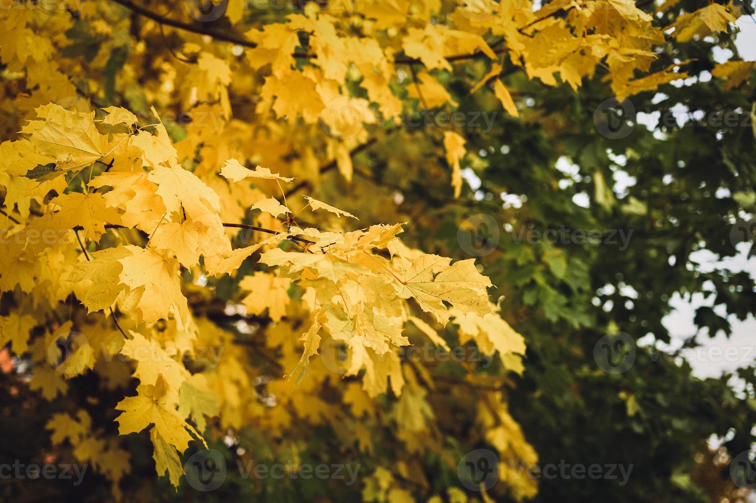 gouden herfst herfst tijd foto