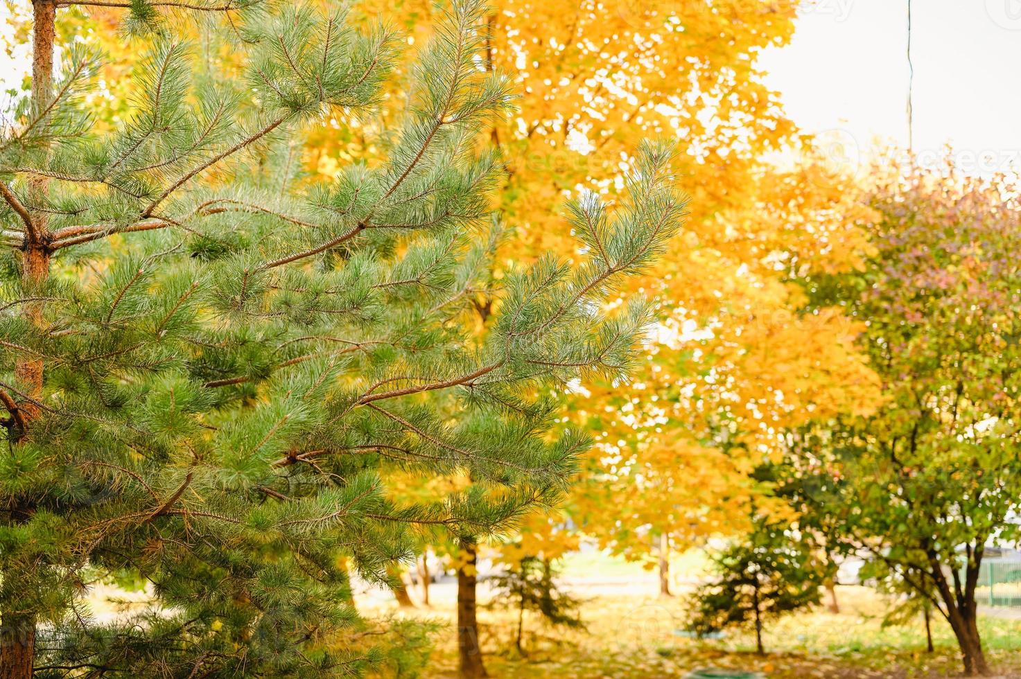 gouden herfst herfst tijd foto