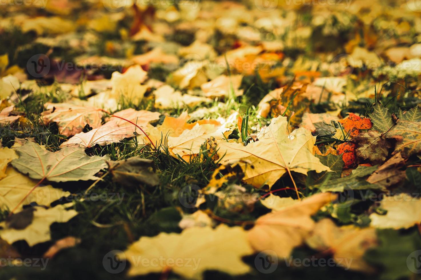 gouden herfst herfst tijd foto