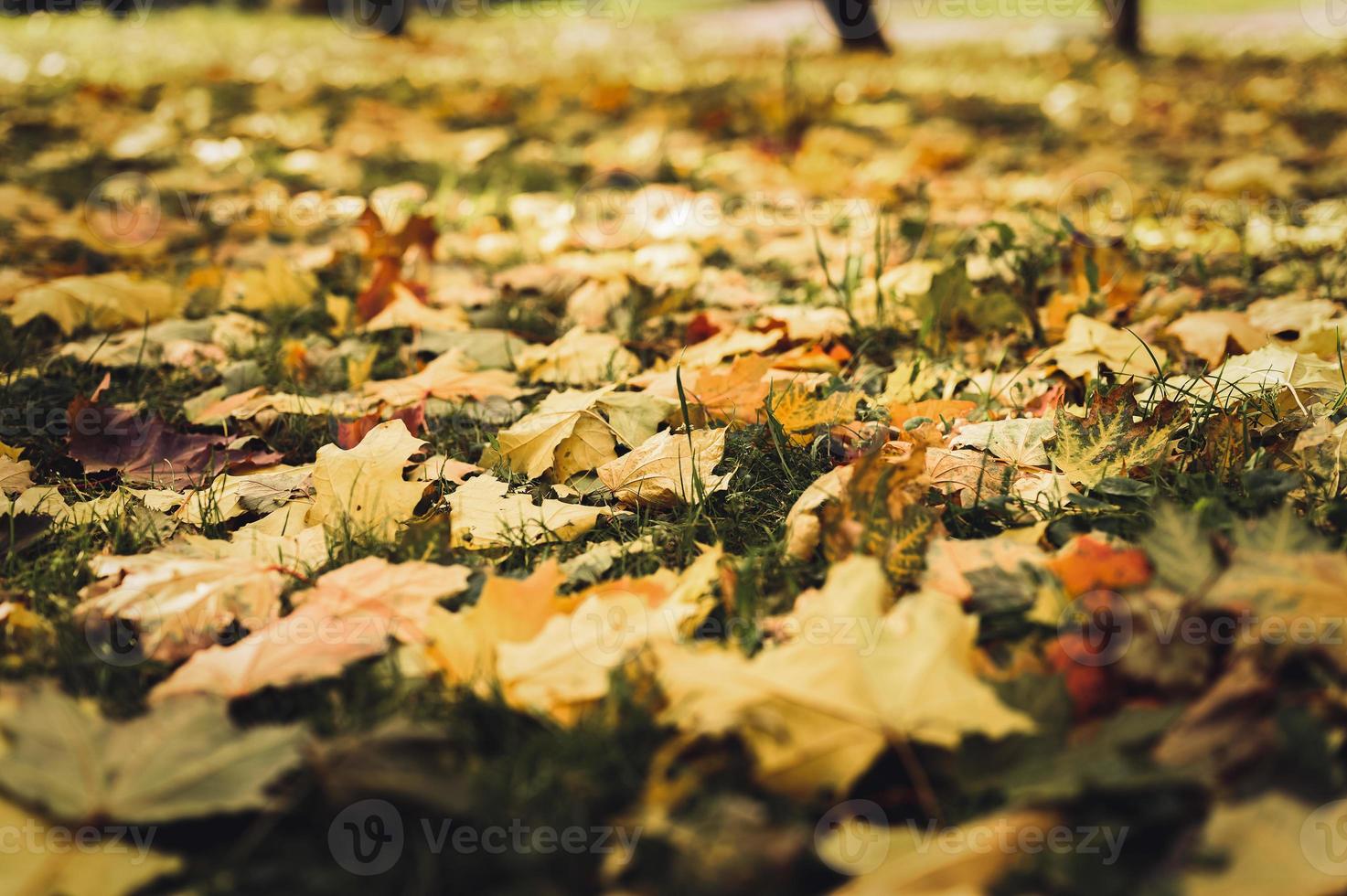 gouden herfst herfst tijd foto