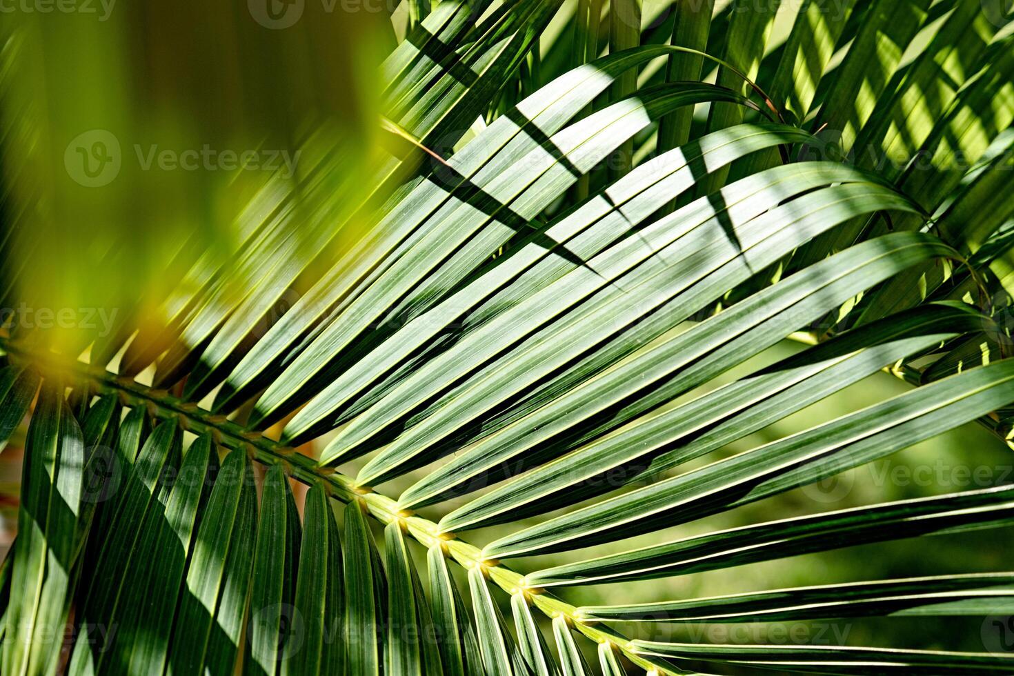 palm bomen Aan groen achtergrond foto