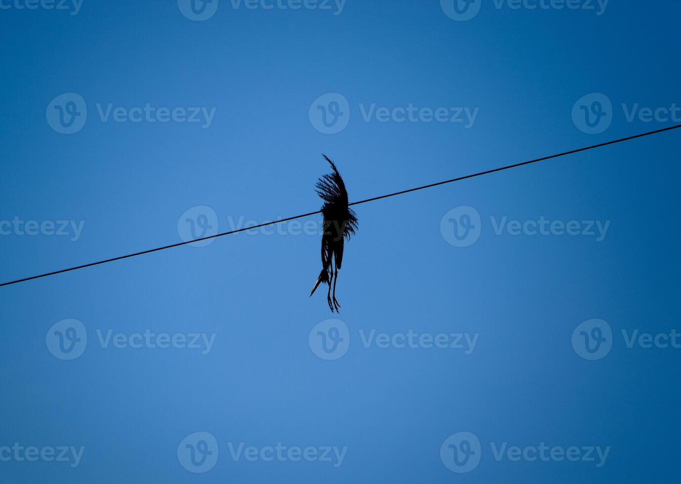 dood vogel Aan de draad. een elektrisch vogel gedood door een elektrisch huidig. foto