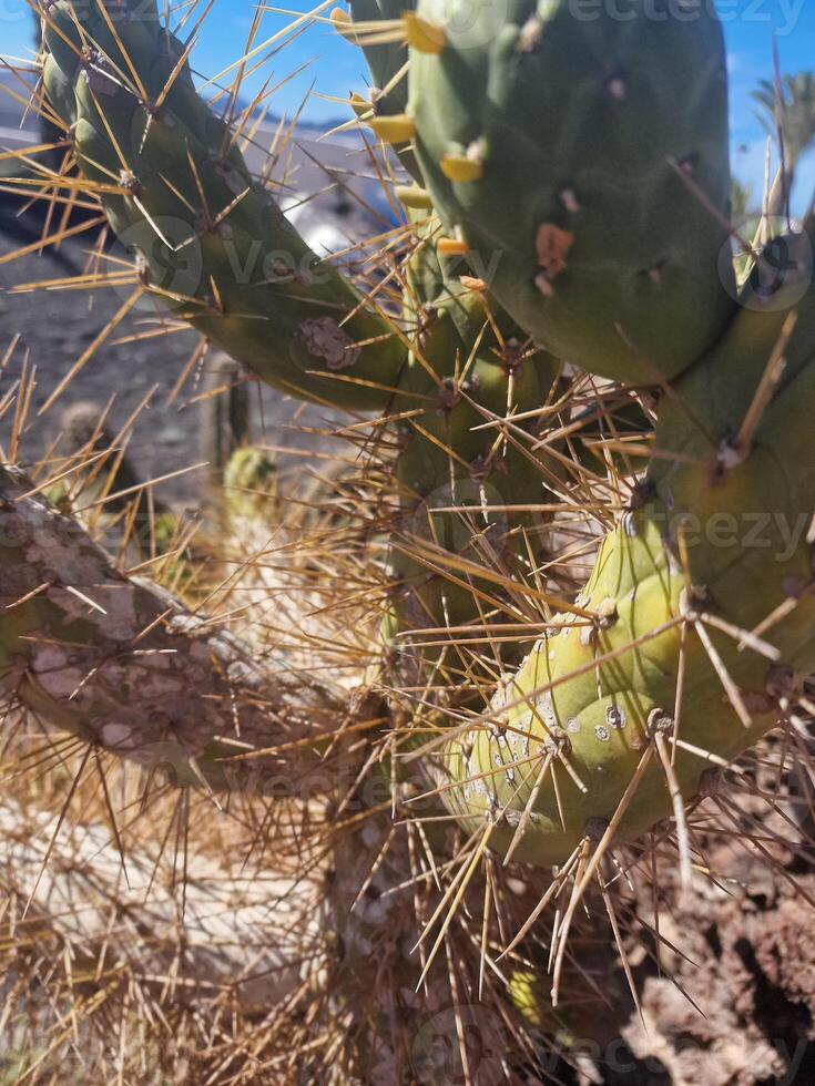 onderzoeken van Lanzarote verbijsterend cactus tuinen, waar de levendig tinten en gevarieerd vormen van deze planten creëren een betoverend tapijtwerk van woestijn leven. foto