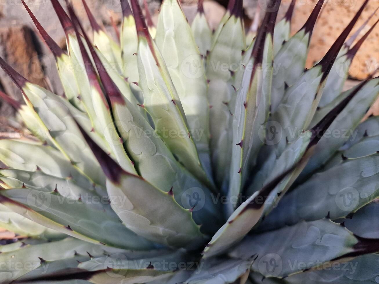 onderzoeken van Lanzarote verbijsterend cactus tuinen, waar de levendig tinten en gevarieerd vormen van deze planten creëren een betoverend tapijtwerk van woestijn leven. foto