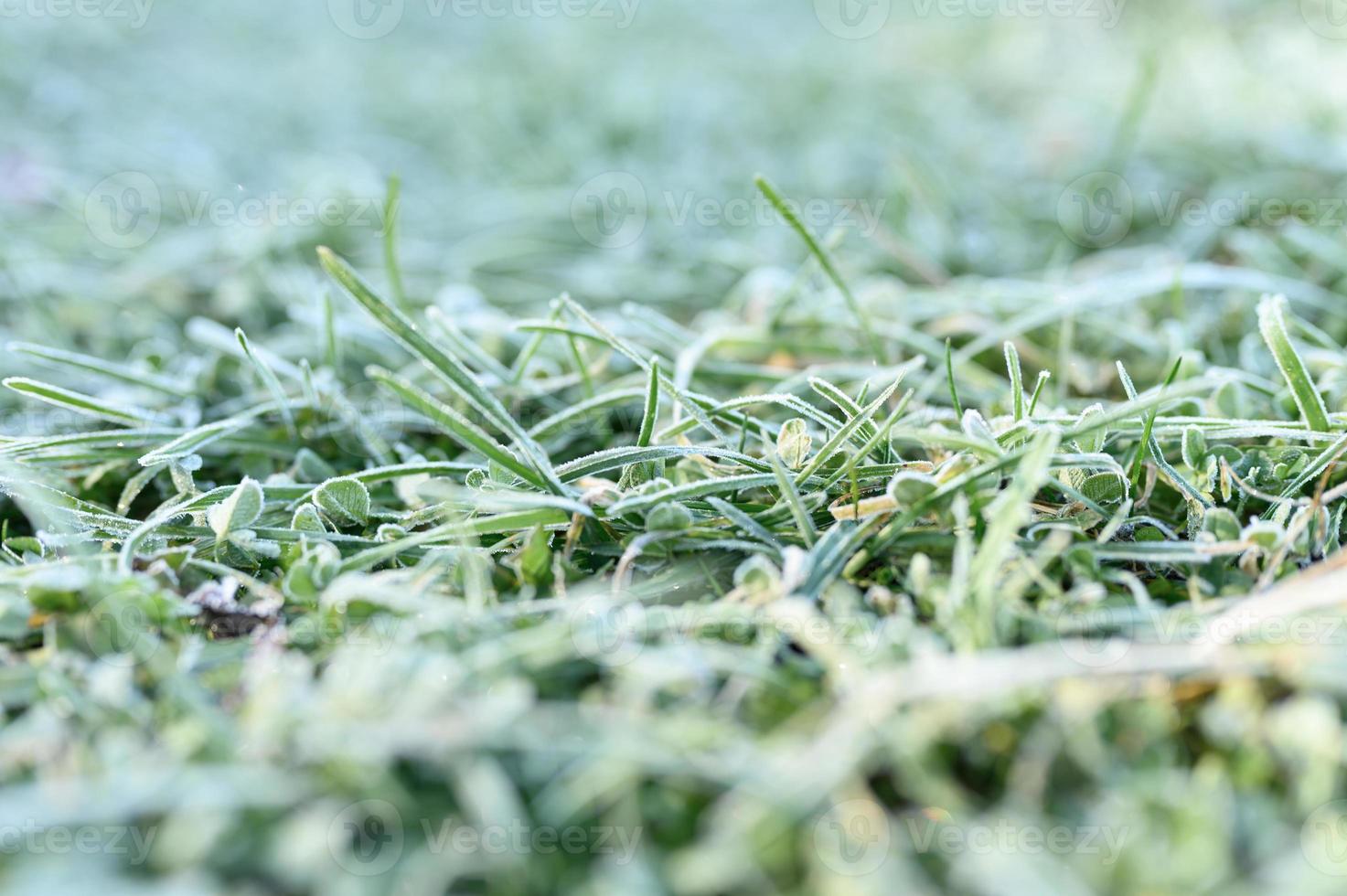 ijzige grasbladeren bevroren in de herfst foto