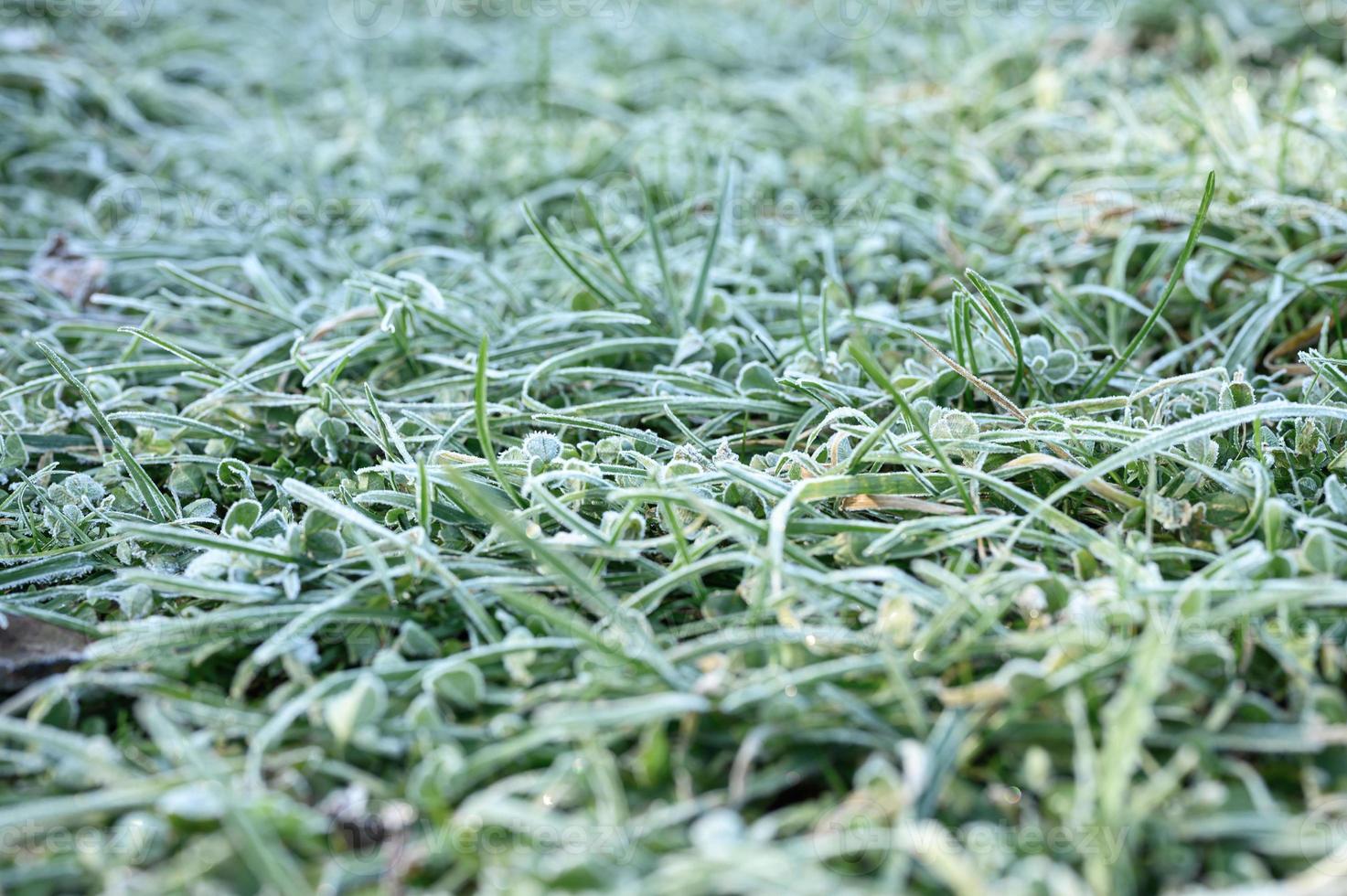 ijzige grasbladeren bevroren in de herfst foto